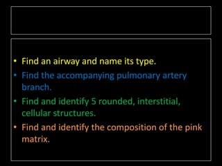• Find an airway and name its type.
• Find the accompanying pulmonary artery
  branch.
• Find and identify 5 rounded, interstitial,
  cellular structures.
• Find and identify the composition of the pink
  matrix.
 