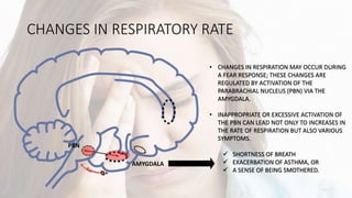 CHANGES IN RESPIRATORY RATE
AMYGDALA
PBN
• CHANGES IN RESPIRATION MAY OCCUR DURING
A FEAR RESPONSE; THESE CHANGES ARE
REGULATED BY ACTIVATION OF THE
PARABRACHIAL NUCLEUS (PBN) VIA THE
AMYGDALA.
• INAPPROPRIATE OR EXCESSIVE ACTIVATION OF
THE PBN CAN LEAD NOT ONLY TO INCREASES IN
THE RATE OF RESPIRATION BUT ALSO VARIOUS
SYMPTOMS.
 SHORTNESS OF BREATH
 EXACERBATION OF ASTHMA, OR
 A SENSE OF BEING SMOTHERED.
 
