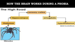 HOW THE BRAIN WORKS DURING A PHOBIA
 