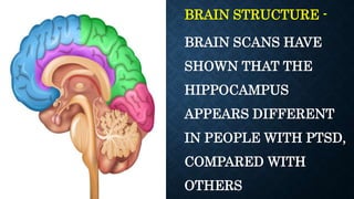 BRAIN STRUCTURE -
BRAIN SCANS HAVE
SHOWN THAT THE
HIPPOCAMPUS
APPEARS DIFFERENT
IN PEOPLE WITH PTSD,
COMPARED WITH
OTHERS
 