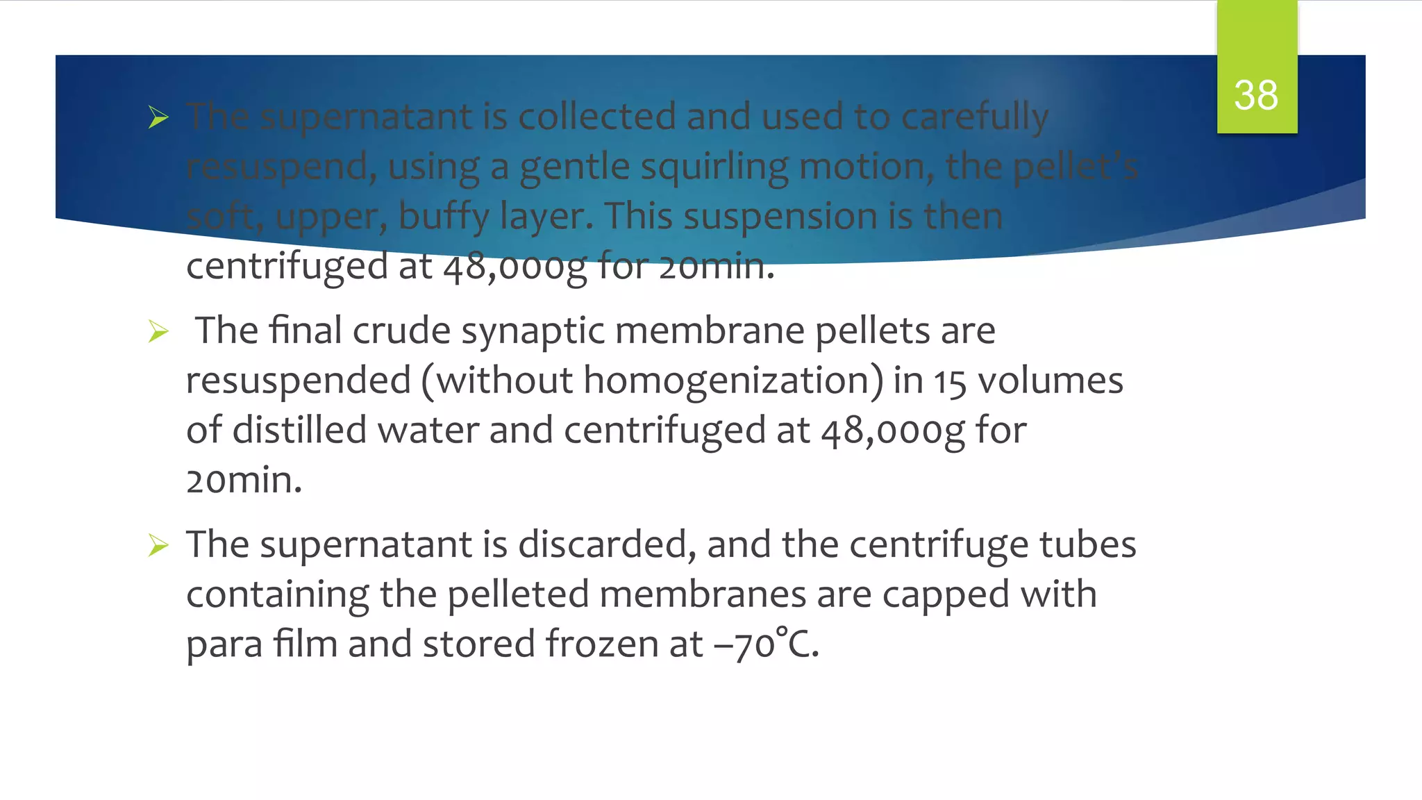 38 The supernatant is collected and used to carefully
resuspend, using a gentle squirling motion, the pellet’s
soft, upper, buffy layer. This suspension is then
centrifuged at 48,000g for 20min.
 The ﬁnal crude synaptic membrane pellets are
resuspended (without homogenization) in 15 volumes
of distilled water and centrifuged at 48,000g for
20min.
 The supernatant is discarded, and the centrifuge tubes
containing the pelleted membranes are capped with
para ﬁlm and stored frozen at –70°C.
 