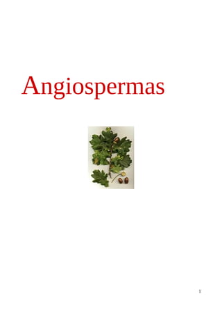 Angiospermas
1
 