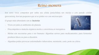 Reino monera
Son seres vivos compostos por unha soa célula (unicelular) sen núcleo e con parede celular
(procariota). Son tan pequenos que só se poden ver cun microscopio.
O grupo máis abundante son as bacterias:
- Viven en todos os ambientes do planeta.
- Descompoñen a materia orgánica morta e convértena en inorgánica.
- Moitas son necesarias para o ser humano. Algunhas serven para medicamentos, para fermentar
produtos láteos ou para a dixestión.
- Algunhas poden provocar enfermidades: tuberculose, meninxite, carie, peste ou cólera.
 