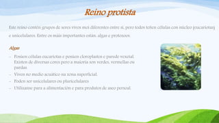 Reino protista
Este reino contén grupos de seres vivos moi diferentes entre si, pero todos teñen células con núcleo (eucariotas)
e unicelulares. Entre os máis importantes están: algas e protozoos.
Algas
- Posúen células eucariotas e posúen cloroplastos e parede vexetal.
Existen de diversas cores pero a maioría son verdes, vermellas ou
pardas.
- Viven no medio acuático na zona superficial.
- Poden ser unicelulares ou pluricelulares
- Utilízanse para a alimentación e para produtos de aseo persoal.
 