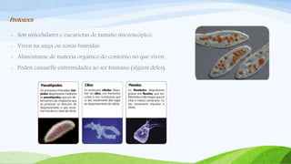 Protozoos
- Son unicelulares e eucariotas de tamaño microscópico.
- Viven na auga ou zonas húmidas.
- Aliméntanse de materia orgánico do contorno no que viven.
- Poden causarlle enfermidades ao ser humano (algúns deles).
 