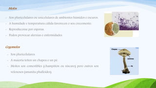 Mofos
- Son pluricelulares ou unicelulares de ambientes húmidos e escuros.
- A humidade e temperatura cálida favorecen o seu crecemento.
- Reprodúcense por esporas.
- Poden provocar alerxias e enfermidades.
Cogomelos
- Son pluricelulares.
- A maioría teñen un chapeu e un pé.
- Moitos son comestibles (champiñón ou níscaro) pero outros son
velenosos (amanita phalloides).
 