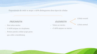 Dependendo de onde se atope o ADN distínguense dous tipos de células
PROCARIOTA EUCARIOTA
- Non teñen núcleo.
- O ADN atópase no citoplasma.
- Posúen parede celular (capa grosa
que cobre a membrana).
- Teñen un núcleo.
- O ADN atópase no núcleo.
Célula vexetal
Célula animal
 