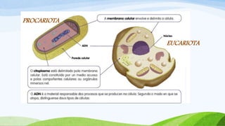 PROCARIOTA
EUCARIOTA
 
