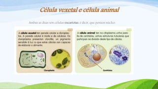 Célula vexetal e célula animal
Ambas as dúas son células eucariotas, é dicir, que posúen núcleo.
 