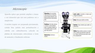 Microscopio
Aparello óptico que permite ampliar a imaxe
e ver elementos que nós non podemos ver a
simplevista.
A mostra require ser preparada previamente:
cortala fina, poñela nun portaobxectos e
cubrila cun cubreobxectos; colocala na
platina do microscopio; selecciónase a lente
de aumento; e finalmente enfócase.
 