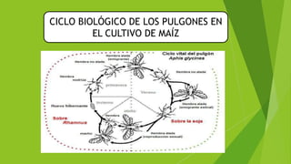 CICLO BIOLÓGICO DE LOS PULGONES EN
EL CULTIVO DE MAÍZ
 