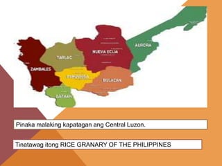 Pinaka malaking kapatagan ang Central Luzon.
Tinatawag itong RICE GRANARY OF THE PHILIPPINES
 