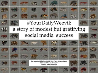 #YourDailyWeevil:
a story of modest but gratifying
social media success
Sal Anzaldo (@SalAnzaldo) & Nico Franz (@taxonbytes)
Hasbrouck Insect Collection
Arizona State University
 