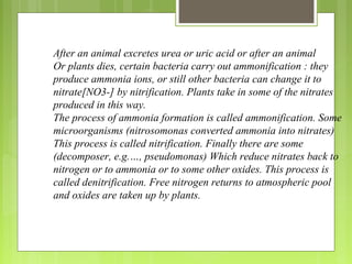 After an animal excretes urea or uric acid or after an animal
Or plants dies, certain bacteria carry out ammonification : they
produce ammonia ions, or still other bacteria can change it to
nitrate[NO3-] by nitrification. Plants take in some of the nitrates
produced in this way.
The process of ammonia formation is called ammonification. Some
microorganisms (nitrosomonas converted ammonia into nitrates)
This process is called nitrification. Finally there are some
(decomposer, e.g.…, pseudomonas) Which reduce nitrates back to
nitrogen or to ammonia or to some other oxides. This process is
called denitrification. Free nitrogen returns to atmospheric pool
and oxides are taken up by plants.
 