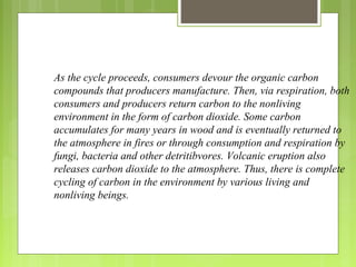 As the cycle proceeds, consumers devour the organic carbon
compounds that producers manufacture. Then, via respiration, both
consumers and producers return carbon to the nonliving
environment in the form of carbon dioxide. Some carbon
accumulates for many years in wood and is eventually returned to
the atmosphere in fires or through consumption and respiration by
fungi, bacteria and other detritibvores. Volcanic eruption also
releases carbon dioxide to the atmosphere. Thus, there is complete
cycling of carbon in the environment by various living and
nonliving beings.
 
