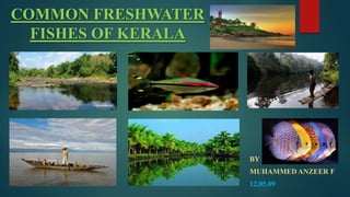 COMMON FRESHWATER
FISHES OF KERALA

BY
MUHAMMED ANZEER F
12.05.09

 