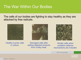The War Within Our Bodies The cells of our bodies are fighting to stay healthy as they are attacked by free radicals. Healthy human cells in culture. Damaged cells after adding digested products from a fatty meal. Similar cells when oxidation defence mechanisms are included. 