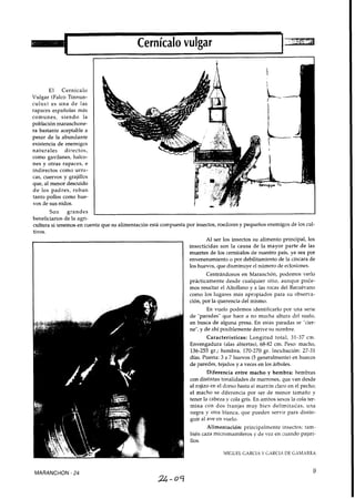 El Cernícalo
Vulgar (Falco Tinnun-
culus) es una d e las
rapaces españolas más
comunes, siendo la
población maranchone-
ra bastante aceptable a
pesar de la abundante
existencia de enemigos
naturales directos,
como gavilanes, halco-
nes y otras rapaces, e
indirectos como urra-
cas, cuervos y grajillos
que, al menor descuido
d e los padres, roban
tanto pollos como hue-
vos de sus nidos.
Son grandes 1 1
beneficiarios de la agri-
cultura si tenemos en cuenta que su alimentación está compuesta por insectos, roedores y pequeños enemigos de los cul-
tivos.
Al ser los insectos su alimento principal, los
insecticidas son la causa de la mayor parte de las
muertes de los cernícalos de nuestro país, ya sea por
envenenamiento o por debilitamiento de la cáscara de
los huevos, que disminuye el número de eclosiones.
Centrándonos en Maranchón, podemos verlo
prácticamente desde cualquier sitio, aunque pode-
mos resaltar el Altollano y a las rocas del Recuévano
como los lugares más apropiados para su observa-
ción, por la querencia del mismo.
En vuelo podemos identificarlo por una serie
de "paradas" que hace a no mucha altura del suelo,
en busca de alguna presa. En estas paradas se "cier-
ne", y de ahí posiblemente derive su nombre.
Características: Longitud total, 31-37 cm.
Envengadura (alas abiertas), 68-82 cm. Peso: macho,
136-255 gr.; hembra, 170-270 gr. Incubación: 27-31
días. Puesta: 3 a 7 huevos (5generalmente) en huecos
de paredes, tejados y a veces en los árboles.
Diferencia entre macho y hembra: hembras
con distintas tonalidades de marrones, que van desde
el rojizo en el dorso hasta el marrón claro en el pecho;
el macho se diferencia por ser de menor tamaño y
tener la cabeza y cola gris. En ambos sexos la cola ter-
mina con dos franjas muy bien delimitadas, una
negra y otra blanca, que pueden servir para distin-
guir al ave en vuelo.
Alimentación: principalmente insectos; tam-
bién caza micromamíferos v de vez en cuando pajari-
110s.
MARANCHON - 24
MIGUEL GARCIA Y GARCIA DE GXMARIW
 