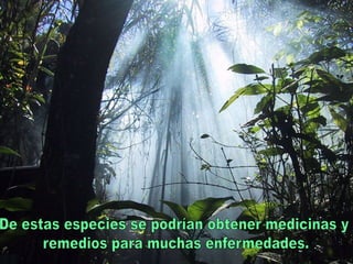 Los bosques primarios (sin alterar) acumulan la mayor biodiversidad del planetaAl talarlos, desaparecen especies que aún no han sido descubiertas para la ciencia.De estas especies se podrían obtener medicinas y remedios para muchas enfermedades.