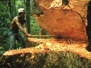 Cada dos segundos desaparece en el mundouna extensión de bosque del tamaño de un campo de fútbol