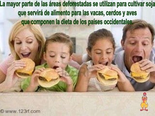 La mayor parte de las áreas deforestadas se utilizan para cultivar sojaque servirá de alimento para las vacas, cerdos y aves que componen la dieta de los países occidentales.