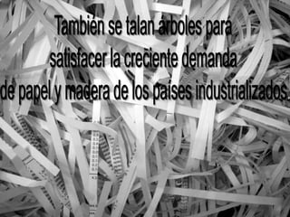 También se talan árboles para satisfacer la creciente demanda de papel y madera de los países industrializados.