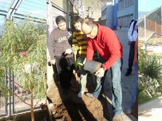 Plantar árboles, cuidar los árboles que tenemos cerca…