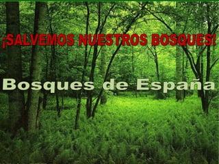 ¡SALVEMOS NUESTROS BOSQUES!Bosques de España