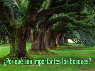 ¿Por qué son importantes los bosques?