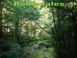 Robledales