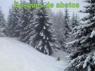 Bosques de abetos