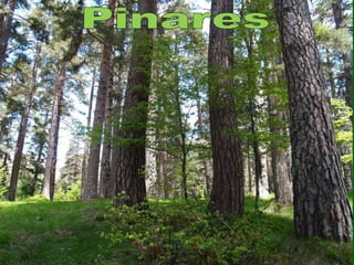 Pinares