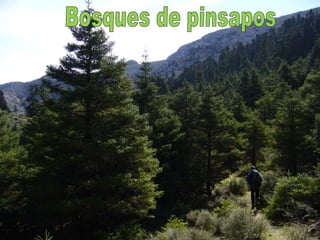 Bosques de pinsapos