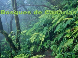 Bosques de Canarias