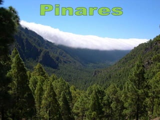 Pinares