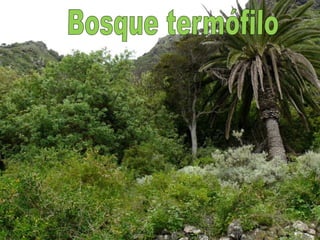 Bosque termófilo