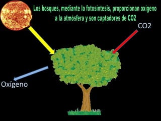 Los bosques, mediante la fotosíntesis, proporcionan oxígeno a la atmósfera y son captadores de CO2CO2Oxígeno