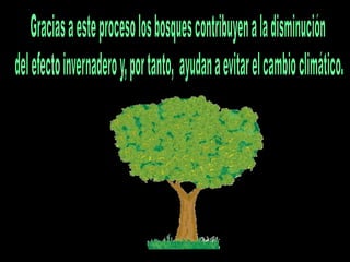 Gracias a este proceso los bosques contribuyen a la disminución del efecto invernadero y, por tanto,  ayudan a evitar el cambio climático.