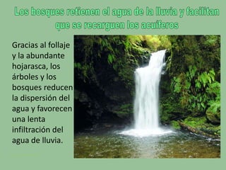 Los bosques retienen el agua de la lluvia y facilitan que se recarguen los acuíferos Gracias al follaje y la abundante hojarasca, los árboles y los bosques reducen la dispersión del agua y favorecen una lenta infiltración del agua de lluvia. 