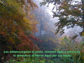 Los árboles regulan el clima, retienen agua y refrescan la atmósfera al liberar agua por sus hojas.