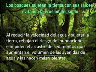Los bosques sujetan la tierra con sus raíces evitando la erosión del sueloAl reducir la velocidad del agua y sujetar la tierra, rebajan el riesgo de inundaciones, e impiden el arrastre de sedimentos que aumentan el volumen de las avenidas de agua y las hacen más violentas..