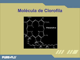 Molécula de Clorofila 
 