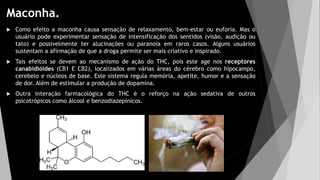Maconha.
 Como efeito a maconha causa sensação de relaxamento, bem-estar ou euforia. Mas o
usuário pode experimentar sensação de intensificação dos sentidos (visão, audição ou
tato) e possivelmente ter alucinações ou paranoia em raros casos. Alguns usuários
sustentam a afirmação de que a droga permite ser mais criativo e inspirado.
 Tais efeitos se devem ao mecanismo de ação do THC, pois este age nos receptores
canabidióides (CB1 E CB2), localizados em várias áreas do cérebro como hipocampo,
cerebelo e núcleos de base. Este sistema regula memória, apetite, humor e a sensação
de dor. Além de estimular a produção de dopamina.
 Outra interação farmacológica do THC é o reforço na ação sedativa de outros
psicotrópicos como álcool e benzodiazepínicos.
 