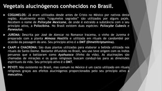 Vegetais alucinógenos conhecidos no Brasil.
 COGUMELOS: Já eram utilizados desde antes de Cristo no México por nativos desta
região. Atualmente estes “cogumelos sagrados” são utilizados por alguns pajés.
Recebem o nome de Psilocybe Mexicana, de onde é extraído a substância com o seu
princípio ativo, a Psilocibina. No Brasil existem duas espécies: Psilocybe Cubesis e
Paneoulus.
 JUREMA: Descrita por José de Alencar no Romance Iracema, o vinho de Jurema é
preparado com a planta Mimosa Hostilis e utilizada em rituais de candomblé por
ocasião da passagem do ano. Seu principio ativo é a DMT (Dimetiltriptamina).
 CAAPI e CHACRONA: São duas plantas utilizadas para elaborar a bebida utilizada nos
rituais do Santo Daime. Bastante difundido no Brasil, seu uso teve origem com os índios
peruanos que a batizaram como Ayahuasca (Vinho da vida). As alucinações são
chamadas de mirações e os guias religiosos buscam conduzi-las para as dimensões
espirituais da vida. Seu principio ativo é o DMT.
 PEYOT: Não existente no Brasil, mas comum no México é um cacto utilizado em rituais
religiosos graças aos efeitos alucinógenos proporcionados pelo seu princípio ativo a
mescalina.
 