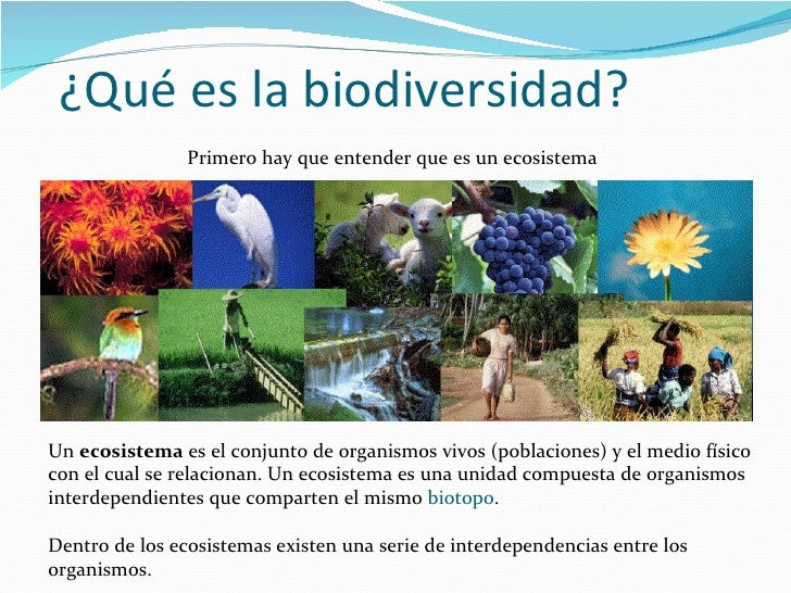 ACERCA DE LA BIODIVERSIDAD