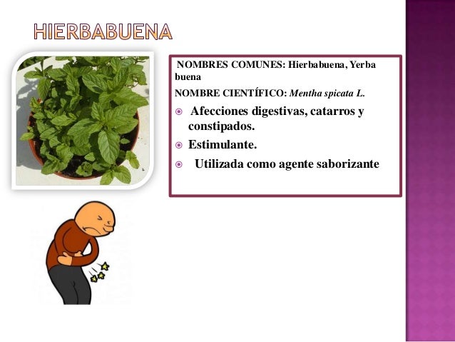 Urera Baccifera Wikipedia La Enciclopedia Libre