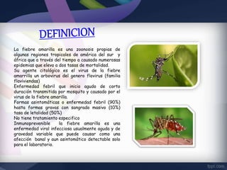 La fiebre amarilla es una zoonosis propias de
algunas regiones tropicales de américa del sur y
áfrica que a través del tiempo a causado numerosas
epidemias que elevo a dos tasas de mortalidad.
Su agente citológico es el virus de la fiebre
amarrilla un arbovirus del genero flovirus (familia
flaviviendas)
Enfermedad febril que inicio agudo de corto
duración transmitida por mosquito y causado por el
virus de la fiebre amarilla.
Formas asintomáticas o enfermedad febril (90%)
hasta formas gravas con sangrado masivo (10%)
tasa de letalidad (50%)
No tiene tratamiento especifico
Inmunoprevenible la fiebre amarilla es una
enfermedad viral infecciosa usualmente aguda y de
gravedad variable que puede causar como una
afección banal y aun asintomático detectable solo
para el laboratorio.
 