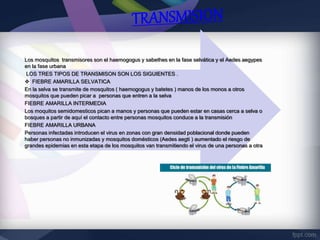 Los mosquitos transmisores son el haemogogus y sabethes en la fase selvática y el Aedes aegypes
en la fase urbana
LOS TRES TIPOS DE TRANSMISON SON LOS SIGUIENTES .
 FIEBRE AMARILLA SELVATICA
En la selva se transmite de mosquitos ( haemogogus y batetes ) manos de los monos a otros
mosquitos que pueden picar a personas que entren a la selva
FIEBRE AMARILLA INTERMEDIA
Los moquitos semidomesticos pican a manos y personas que pueden estar en casas cerca a selva o
bosques a partir de aquí el contacto entre personas mosquitos conduce a la transmisión
FIEBRE AMARILLA URBANA
Personas infectadas introducen el virus en zonas con gran densidad poblacional donde pueden
haber personas no inmunizadas y mosquitos domésticos (Aedes aegti ) aumentado el riesgo de
grandes epidemias en esta etapa de los mosquitos van transmitiendo el virus de una personas a otra
 