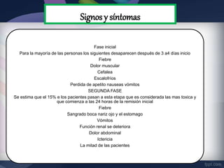 Signos y síntomas
Fase inicial
Para la mayoría de las personas los siguientes desaparecen después de 3 a4 días inicio
Fiebre
Dolor muscular
Cefalea
Escalofríos
Perdida de apetito nauseas vómitos
SEGUNDA FASE
Se estima que el 15% e los pacientes pasan a esta etapa que es considerada las mas toxica y
que comienza a las 24 horas de la remisión inicial
Fiebre
Sangrado boca nariz ojo y el estomago
Vómitos
Función renal se deteriora
Dolor abdominal
Ictericia
La mitad de las pacientes
 