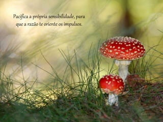 Pacifica a própria sensibilidade, para
que a razão te oriente os impulsos.
 